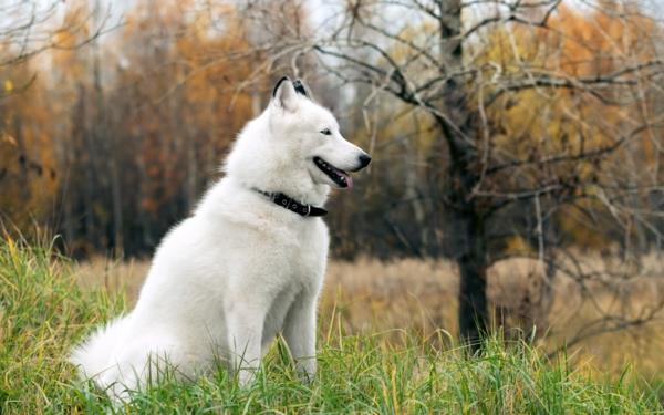 Σιβηριανό σκυλί Husky σκυλί λευκή γούνα κατοικίδια ζώα
