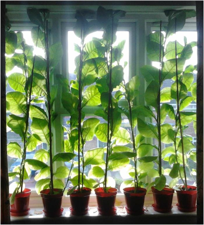 Οθόνη απορρήτου για παράθυρα λευκές κουρτίνες με φυτά με σχέδια