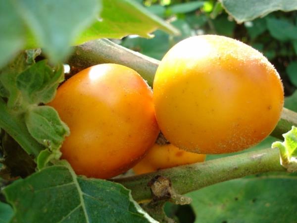Solanum sessiliflorum εξωτικά δέντρα εξωτικά φρούτα