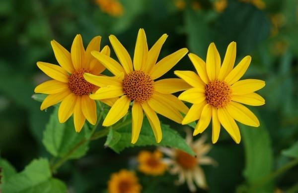 Το κίτρινο μάτι του ήλιου αποπνέει αισιοδοξία από όμορφα φθινοπωρινά λουλούδια