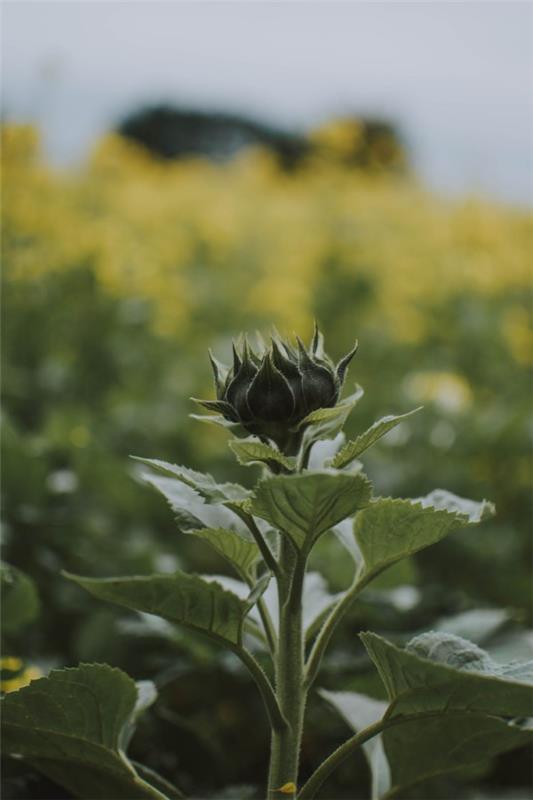 Συμβουλές φροντίδας ηλίανθου και ενδιαφέροντα στοιχεία για το καλοκαιρινό καλλωπιστικό και χρήσιμο φυτικό μπουμπούκι ήλιο νεαρό φυτό