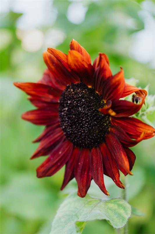 Συμβουλές φροντίδας ηλίανθου και ενδιαφέροντα γεγονότα για το καλοκαιρινό καλλωπιστικό και χρήσιμο φυτό κόκκινα λουλούδια ήλιος αυξήθηκε