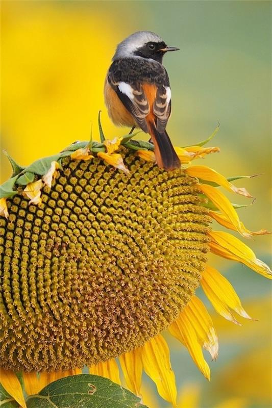 Συμβουλές φροντίδας ηλίανθου και ενδιαφέροντα γεγονότα για το καλοκαιρινό καλλωπιστικό και χρήσιμο φυτό ηλιοτρόπιο πουλί