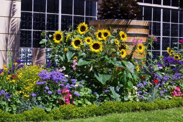 Συμβουλές φροντίδας ηλίανθου και ενδιαφέροντα στοιχεία για τα καλοκαιρινά διακοσμητικά και χρήσιμα φυτά ηλιοτρόπια με άλλα διακοσμητικά λουλούδια στον κήπο