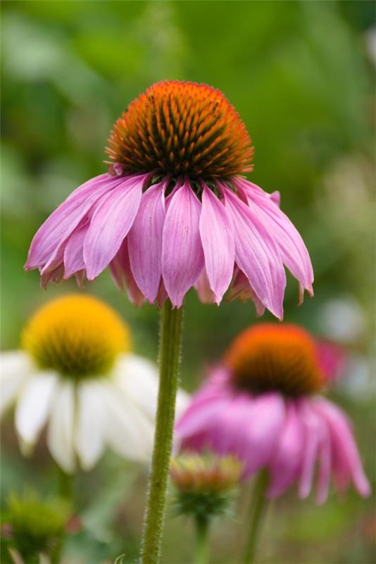 Φυτό Coneflower - αξίζει να γνωρίζετε και να φροντίζετε συμβουλές για το όμορφο λουλούδι καλοκαιρινής ανθοφορίας echinacea