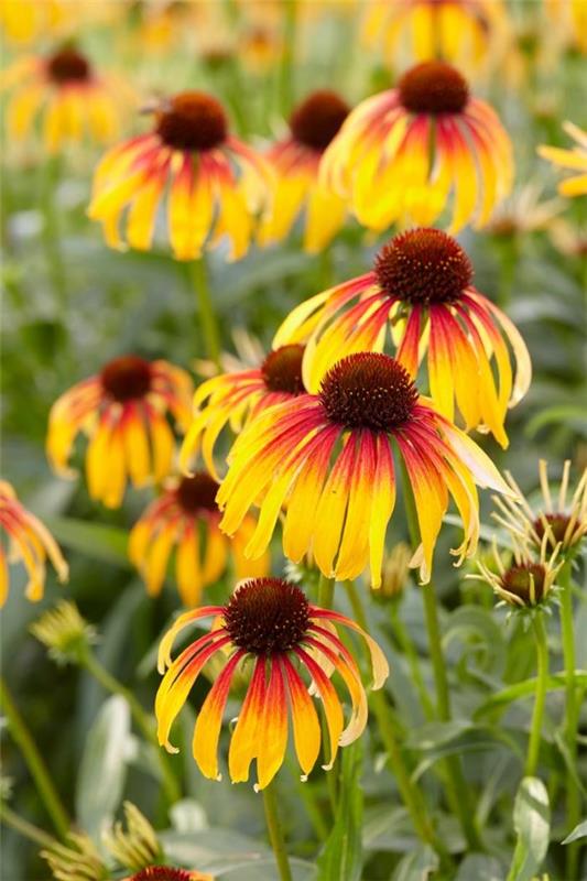 Φυτό Coneflower - αξίζει να γνωρίζετε και να φροντίζετε συμβουλές σχετικά με τις φλογερές πολύχρωμες ποικιλίες των ανθοφοριών του καλοκαιριού