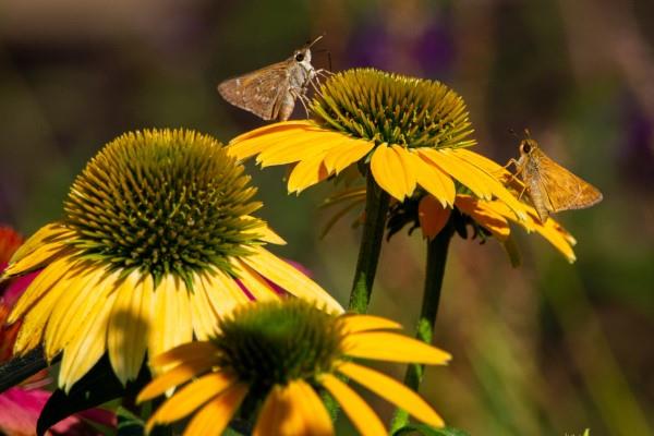 Φυτό Coneflower - αξίζει να γνωρίζετε και να φροντίζετε σχετικά με τα κίτρινα λουλούδια του καλοκαιριού