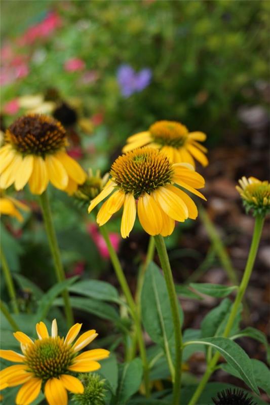 Φυτό Coneflower - αξίζει να γνωρίζετε και να φροντίζετε συμβουλές για το καλοκαιρινό κίτρινο όμορφο καλοκαίρι