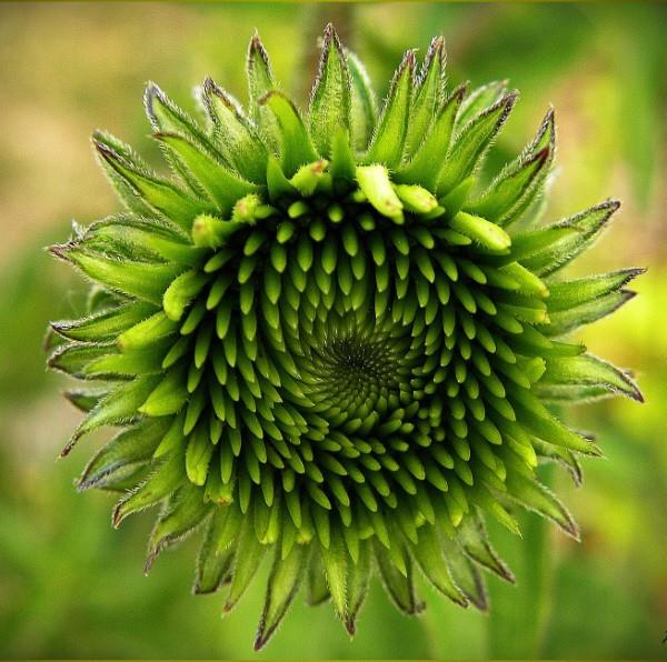 Φυτό Coneflower - Ενδιαφέροντα γεγονότα και συμβουλές φροντίδας σχετικά με την ανάπτυξη των καλοκαιρινών ανθοφοριών
