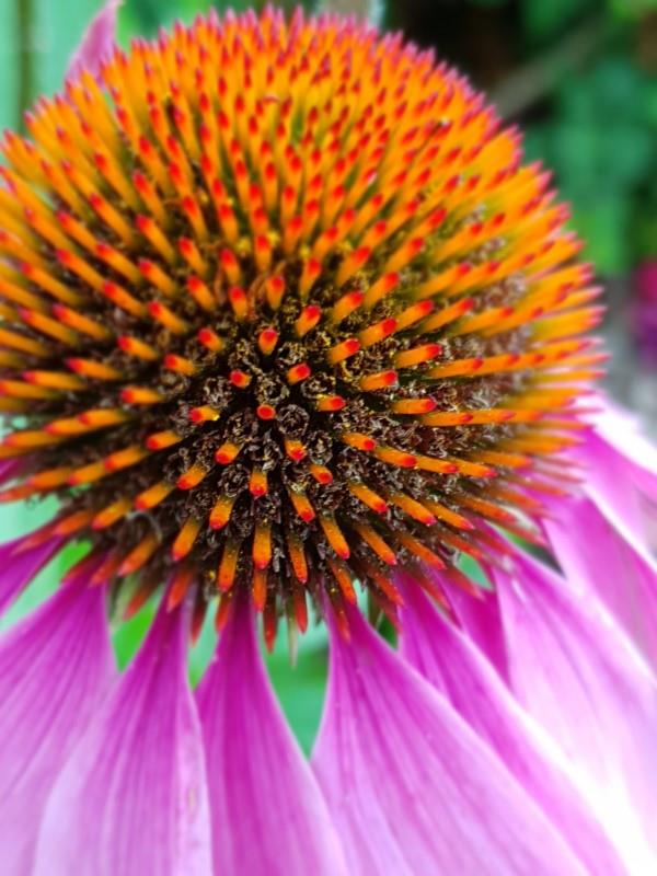 Φυτό Coneflower - Ενδιαφέροντα γεγονότα και συμβουλές φροντίδας σχετικά με την καλοκαιρινή ανθοφορία μωβ εχινάκεια