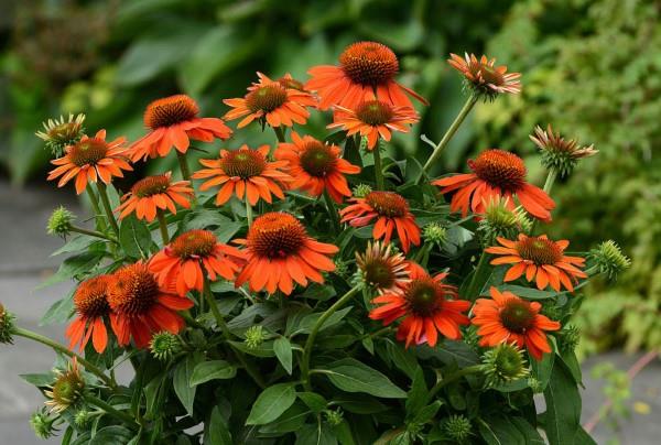 Φυτό Coneflower - αξίζει να γνωρίζετε και να φροντίζετε συμβουλές σχετικά με την καλοκαιρινή ποικιλία λουλουδιών πορτοκαλιού