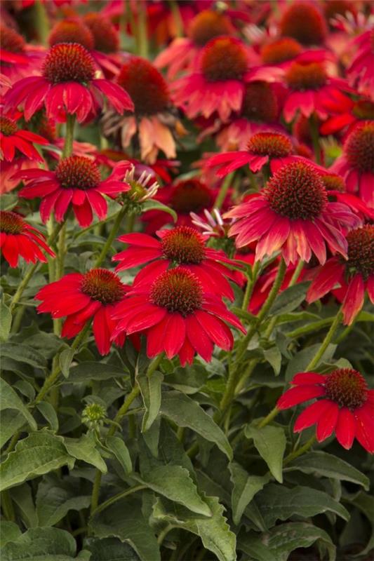 Φυτό Coneflower - Ενδιαφέροντα γεγονότα και συμβουλές φροντίδας για όλα τα πράγματα που ανθίζουν το καλοκαίρι κόκκινη ποικιλία εντατική