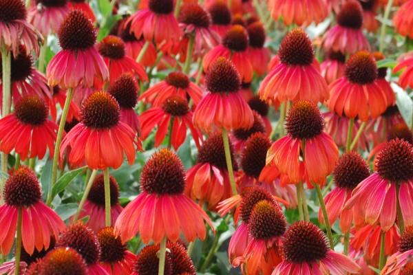 Φυτό Coneflower - αξίζει να γνωρίζετε και να φροντίζετε για τις καλοκαιρινές ανθισμένες κόκκινες ποικιλίες για τον καλοκαιρινό κήπο