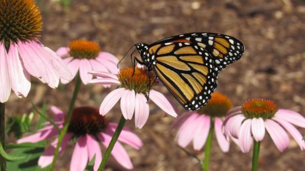 Φυτό Coneflower - Ενδιαφέροντα γεγονότα και συμβουλές φροντίδας σχετικά με τον επικονιαστή πεταλούδας που ανθίζει το καλοκαίρι