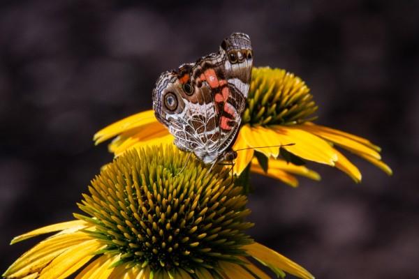 Φυτό Coneflower - Ενδιαφέροντα γεγονότα και συμβουλές φροντίδας για το καλοκαιρινό λουλούδι κίτρινο πεταλούδα