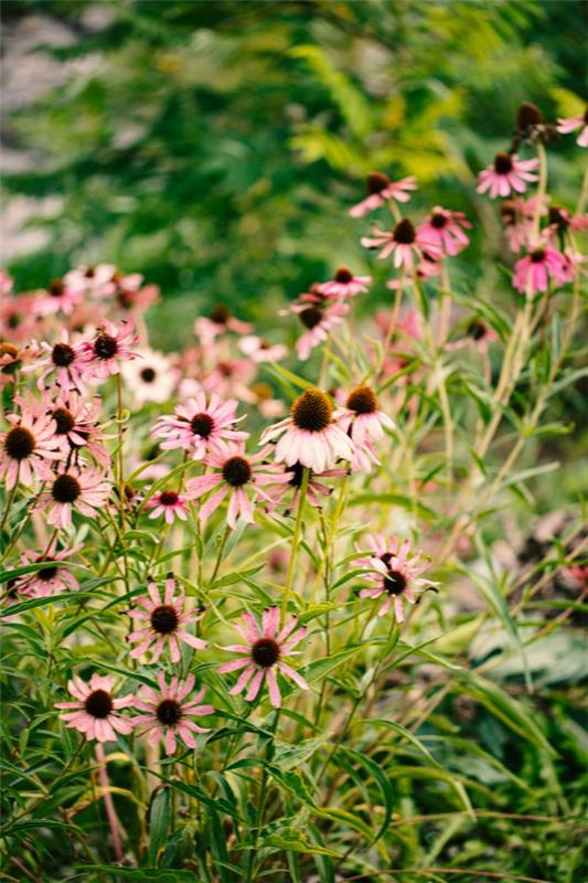 Φυτό Coneflower - αξίζει να γνωρίζετε και να φροντίζετε συμβουλές για την εχινάκεια του καλοκαιρινού ανθισμένου καλοκαιρινού κήπου