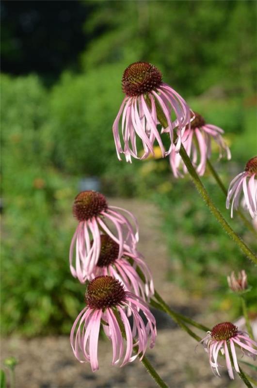 Φυτό Coneflower - αξίζει να γνωρίζετε και να φροντίζετε συμβουλές σχετικά με την καλοκαιρινή ποικιλία ανθών λεπτή