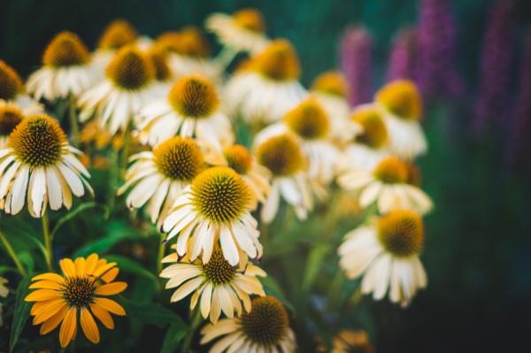Φυτό Coneflower - Ενδιαφέροντα γεγονότα και συμβουλές φροντίδας για τα λουλούδια του καλοκαιριού λευκά κρεμ λουλούδια εχινάκεια