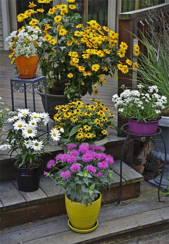Coneflower plant - Ενδιαφέροντα γεγονότα και συμβουλές φροντίδας για οτιδήποτε έχει να κάνει με καλοκαιρινά λουλούδια διακοσμητικά φυτά ιδέες μπαλκόνι