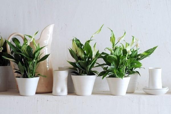 Spathiphyllum μονόφυλλα φυτά εσωτερικού χώρου για το μπάνιο