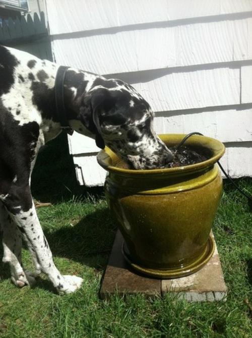 Οι ιδέες παιχνιδιών για τα κατοικίδια ζώα στον σκύλο του κήπου πίνουν νερό