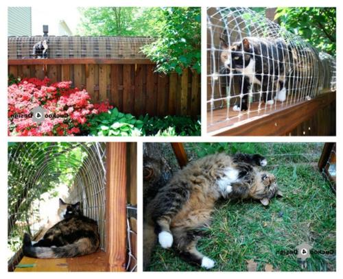 Ιδέες παιχνιδιών για τα κατοικίδια ζώα στον κήπο από ξύλο γάτας