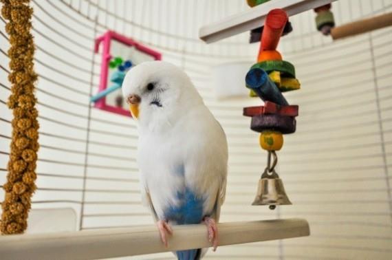 Παιχνίδια Budgie Αξεσουάρ Budgie