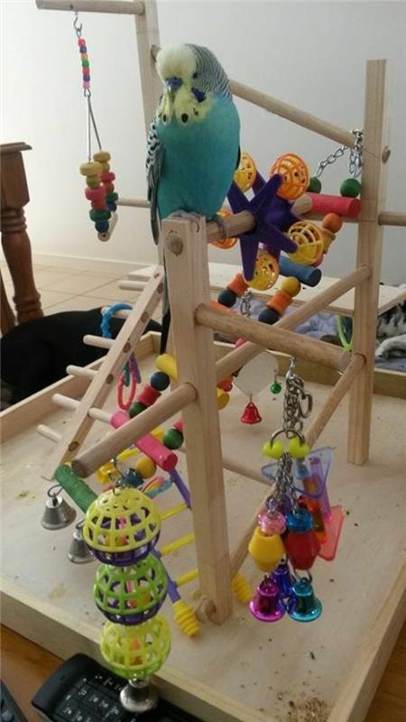 Παιχνίδια για budgies tinker budgie παιδική χαρά