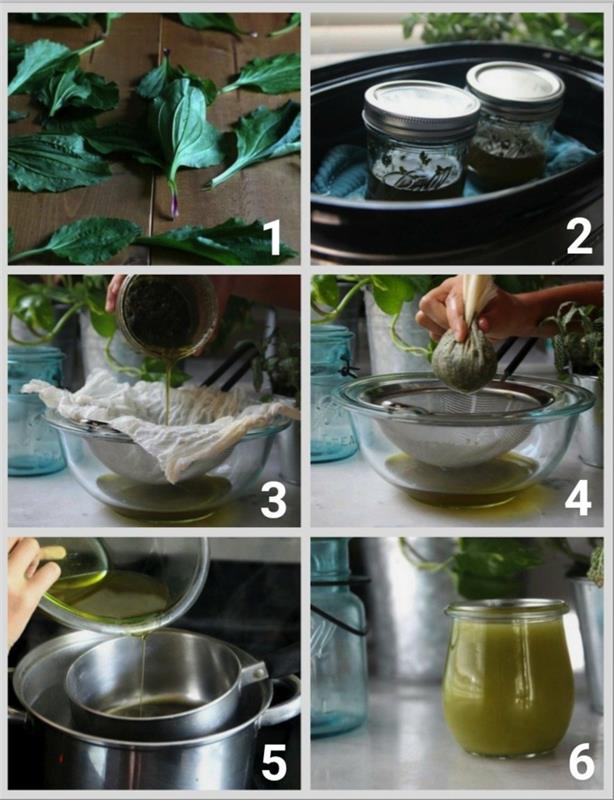 Οδηγίες αλοιφής Ribwort plantain, τσαγιού ή σιροπιού βήχα βήμα προς βήμα