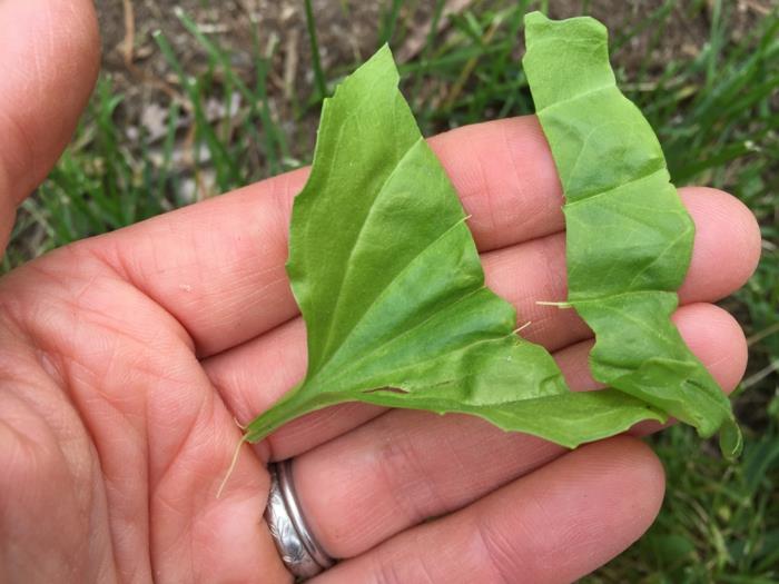 Ribwort plantain αλοιφή, τσάι ή φυτό προετοιμασίας σιροπιού βήχα