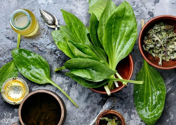 Τσάι από πλατάνι ή σιρόπι βήχα αλοιφή προετοιμασία βότανα κουζίνα