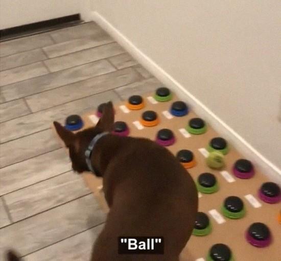Ο σκύλος που μιλάει η Στέλλα μαθαίνει να μιλά χρησιμοποιώντας το ηχοπίνακα, η στέλλα λέει μπάλα