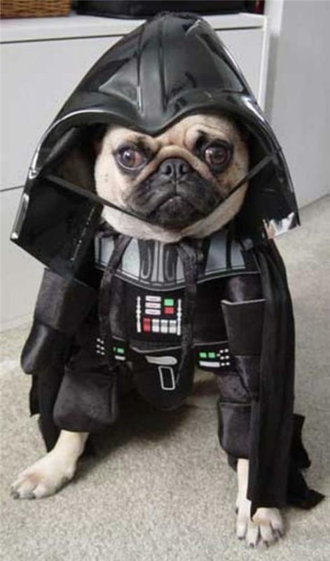 Πόλεμος των άστρων για σκύλους Darth Vader pug