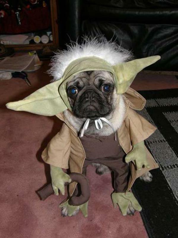 Κοστούμια για σκύλους Yoda pug Star Wars