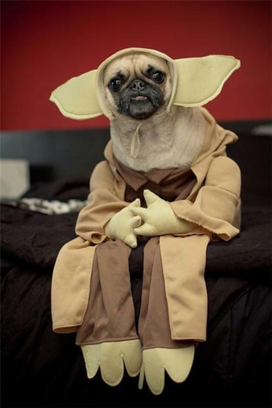 Κοστούμια για σκύλους Yoda που κάθονται Star Wars