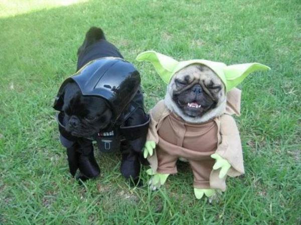 Κοστούμια Star Wars για σκύλους χαριτωμένο yoda