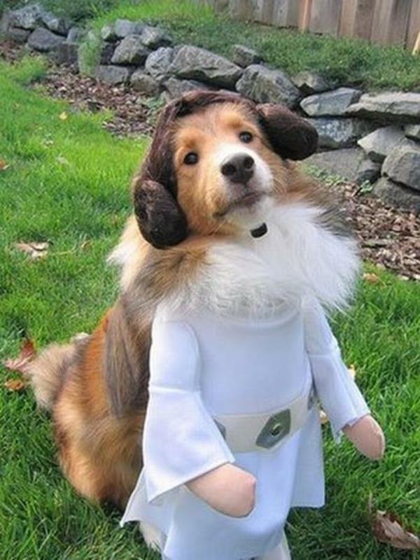 Κοστούμια Star Wars για σκύλους όμορφα