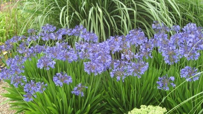 Starburst Agapanthus blue ως ιδέα για κρεβάτι