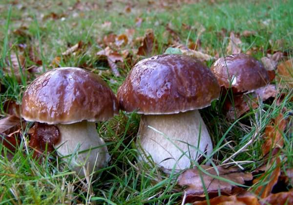 Ceps boletus edulis καλοκαιρινά είδη μανιταριών