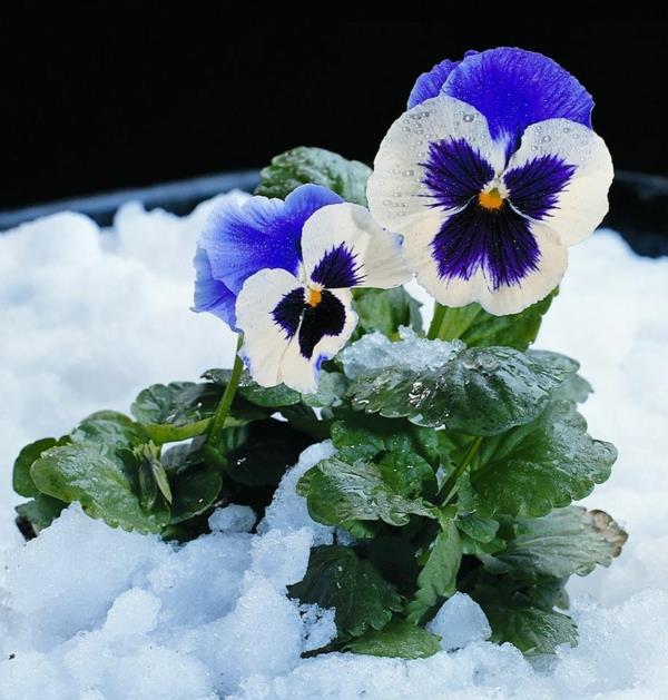 Pansy φυτά κήπου πέφτουν φθινόπωρο φυτά ανθεκτικό χιόνι