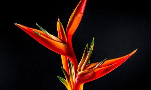 Strelitzia μοναδικό σε εμφάνιση διακριτικό λουλούδι