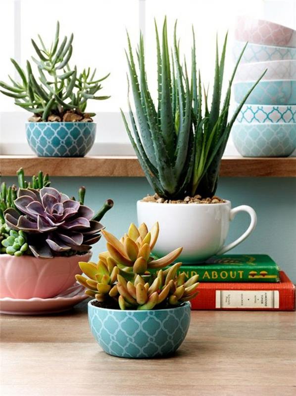 Succulents φροντίδα φυτών εσωτερικού χώρου ιδέες διακόσμησης εύκολης φροντίδας