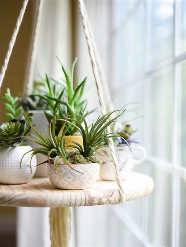 Τα φυτά εσωτερικού χώρου με παχύφυτα φροντίζουν τα παράθυρα