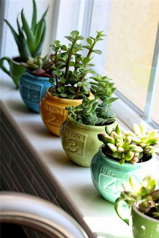 Succulents φροντίδα ιδέες διακόσμησης παραθύρων φυτά κήπου εύκολο στη φροντίδα