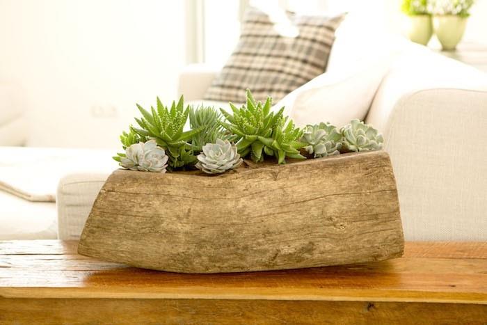 Succulent driftwood container cat eye
