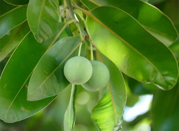 Tamanu Oil Polynesia Tree Species Οφέλη για την υγεία