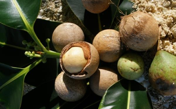 Tamanu Oil Polynesia Tamanu Tree Fruits Αφήστε τα να στεγνώσουν