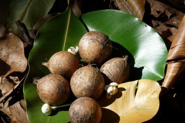 Tamanu Oil Polynesia Tamanu Tree Fruits