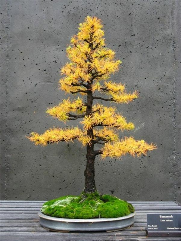 Tamarack Bonsai Tree Αγοράστε και φροντίστε τα είδη μπονσάι των φθινοπωρινών φύλλων