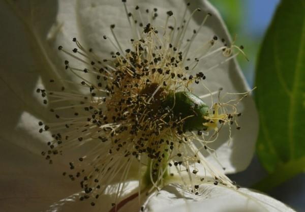 Μαντήλι δέντρο περιστέρι Davidia involucrata ανθίζει